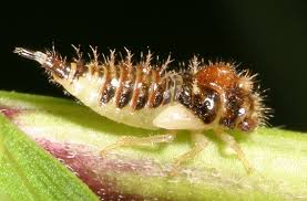 Attēlu rezultāti vaicājumam “Membracidae”