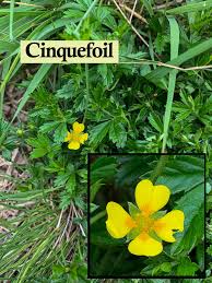 Attēlu rezultāti vaicājumam “Potentilla erecta”