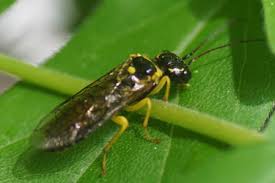 Attēlu rezultāti vaicājumam “Tenthredo campestris female”
