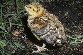 Attēlu rezultāti vaicājumam “Tetrao urogallus female”