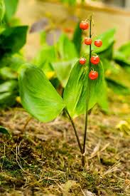 Attēlu rezultāti vaicājumam “Convallaria majalis fruit”