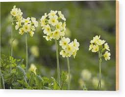 Image result for Primula elatior