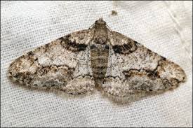 Attēlu rezultāti vaicājumam “Cleora cinctaria”