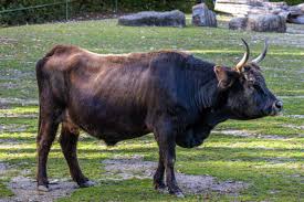 Attēlu rezultāti vaicājumam “Bos primigenius taurus”