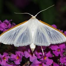 Attēlu rezultāti vaicājumam “Cribraria costata macro”