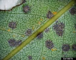 Attēlu rezultāti vaicājumam “Melampsora epitea”