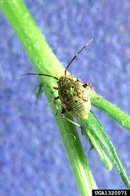 Attēlu rezultāti vaicājumam “Lygus nymph”