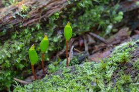 Attēlu rezultāti vaicājumam “Buxbaumia viridis”