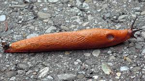 Attēlu rezultāti vaicājumam “Arion rufus”