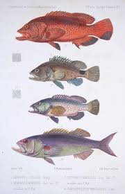 Image result for Hyporthodus niveatus