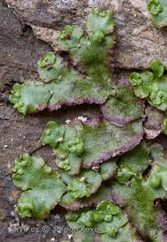 Attēlu rezultāti vaicājumam “Preissia quadrata”