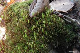 Attēlu rezultāti vaicājumam “Breidleria pratensis”