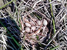 Attēlu rezultāti vaicājumam “Fulica atra nest”