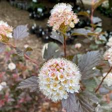 Attēlu rezultāti vaicājumam “Physocarpus opulifolius”