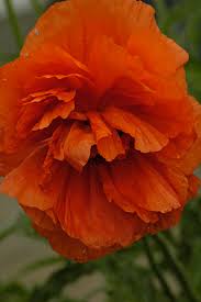 Attēlu rezultāti vaicājumam “Papaver”