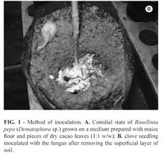 Attēlu rezultāti vaicājumam “Rosellinia desmazieri”