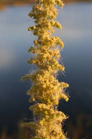Image result for Chenopodium botrys