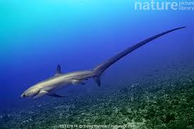 Image result for Alopias pelagicus