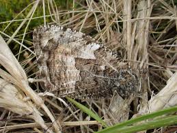 Attēlu rezultāti vaicājumam “Hipparchia semele underside”