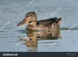 Attēlu rezultāti vaicājumam “Anas clypeata”