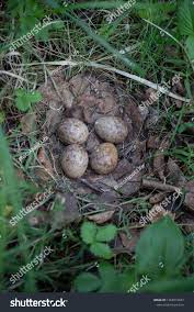 Attēlu rezultāti vaicājumam “Scolopax rusticola nest”