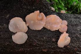 Attēlu rezultāti vaicājumam “Craterocolla cerasi”