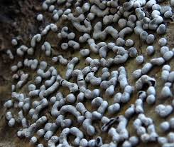 Attēlu rezultāti vaicājumam “Physarum pseudoalexandrowiczii”