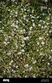 Attēlu rezultāti vaicājumam “Stellaria palustris”