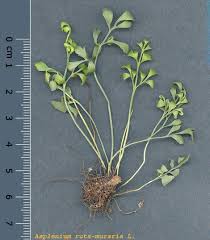 Attēlu rezultāti vaicājumam “Asplenium ruta-muraria”
