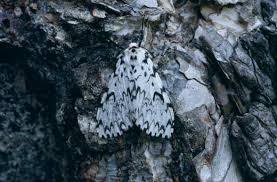 Attēlu rezultāti vaicājumam “Lymantria monacha imago”