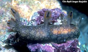 ผลการค้นหารูปภาพสำหรับ Bornella Anguilla