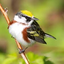 Image result for Dendroica pensylvanica