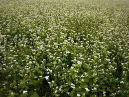 Attēlu rezultāti vaicājumam “Fagopyrum esculentum flower”