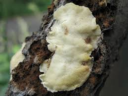 Attēlu rezultāti vaicājumam “Antrodiella serpula”