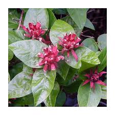 Attēlu rezultāti vaicājumam “Calycanthus floridus”