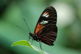 Attēlu rezultāti vaicājumam “Nymphalidae”