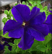 Image result for Petunia