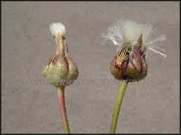 Attēlu rezultāti vaicājumam “Hypochaeris radicata bud”