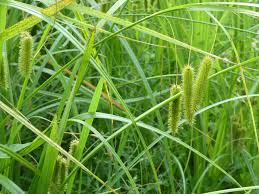 Attēlu rezultāti vaicājumam “Carex pseudocyperus”