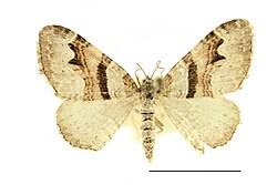 Attēlu rezultāti vaicājumam “Xanthorhoe designata”