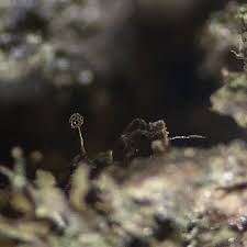 Attēlu rezultāti vaicājumam “Cribraria oregana spores”