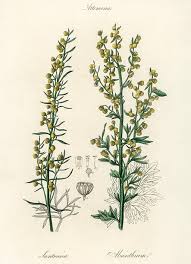 Image result for Artemisia annua