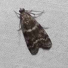 Attēlu rezultāti vaicājumam “Apomyelois bistriatella”