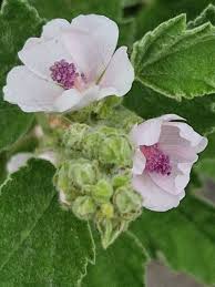 Image result for Althaea officinalis