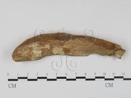 Attēlu rezultāti vaicājumam “Basidiodendron”