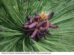 Attēlu rezultāti vaicājumam “Pinus ponderosa”