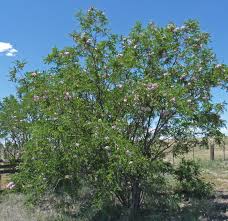 Attēlu rezultāti vaicājumam “Robinia”