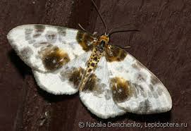 Attēlu rezultāti vaicājumam “Abraxas sylvata imago”