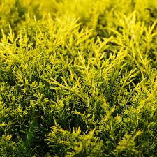 Attēlu rezultāti vaicājumam “Juniperus chinensis”