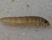 Attēlu rezultāti vaicājumam “Eana incanana”